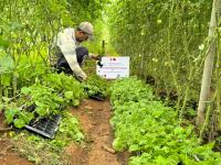 Poverty Reduction and Income Increase - The First Batch of Vegetables Exported to Qatar from Nepal's 